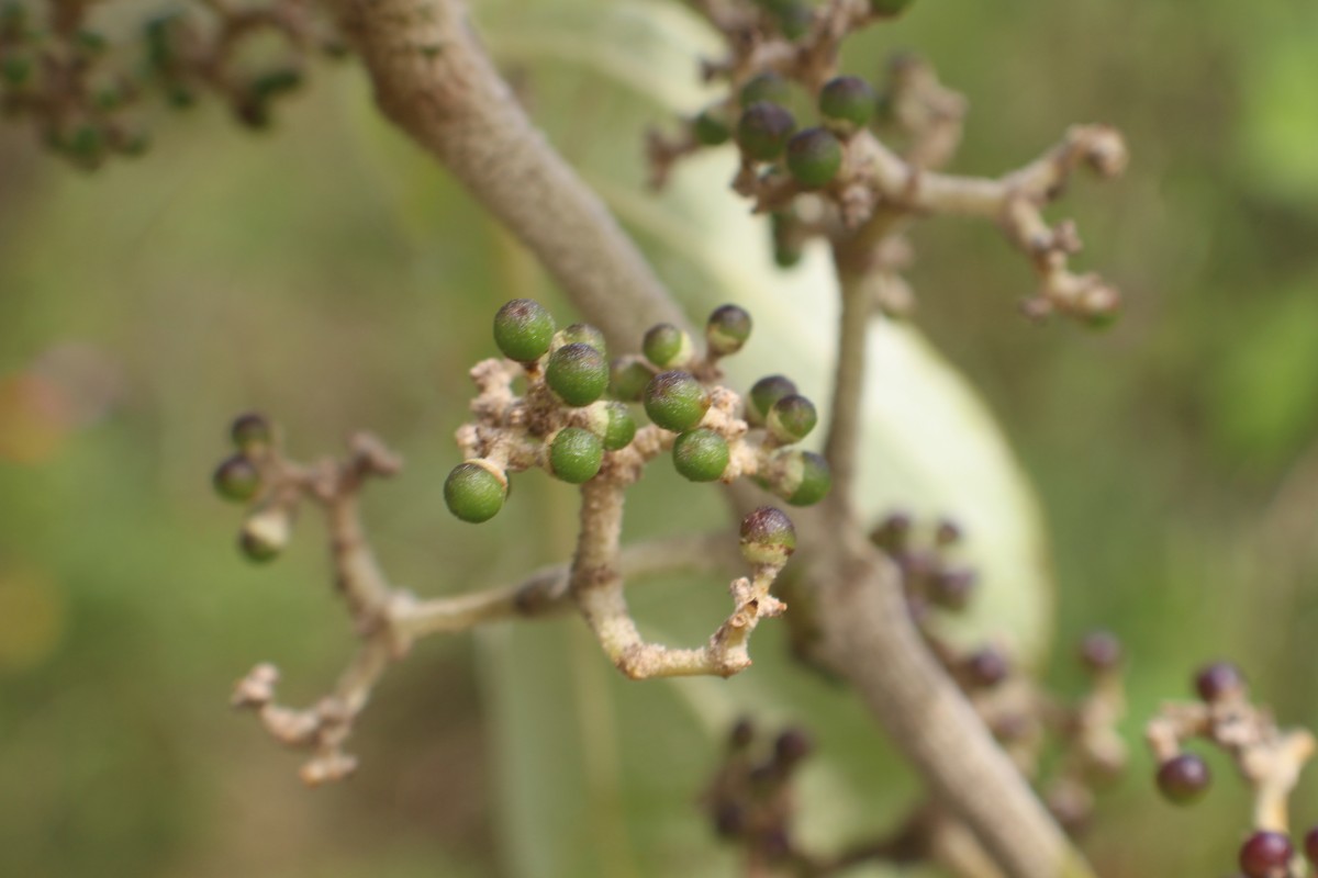 Callicarpa tomentosa (L.) L.